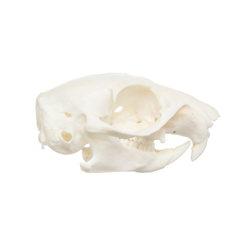 Real African Ground Squirrel Skull