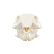 Real African Ground Squirrel Skull