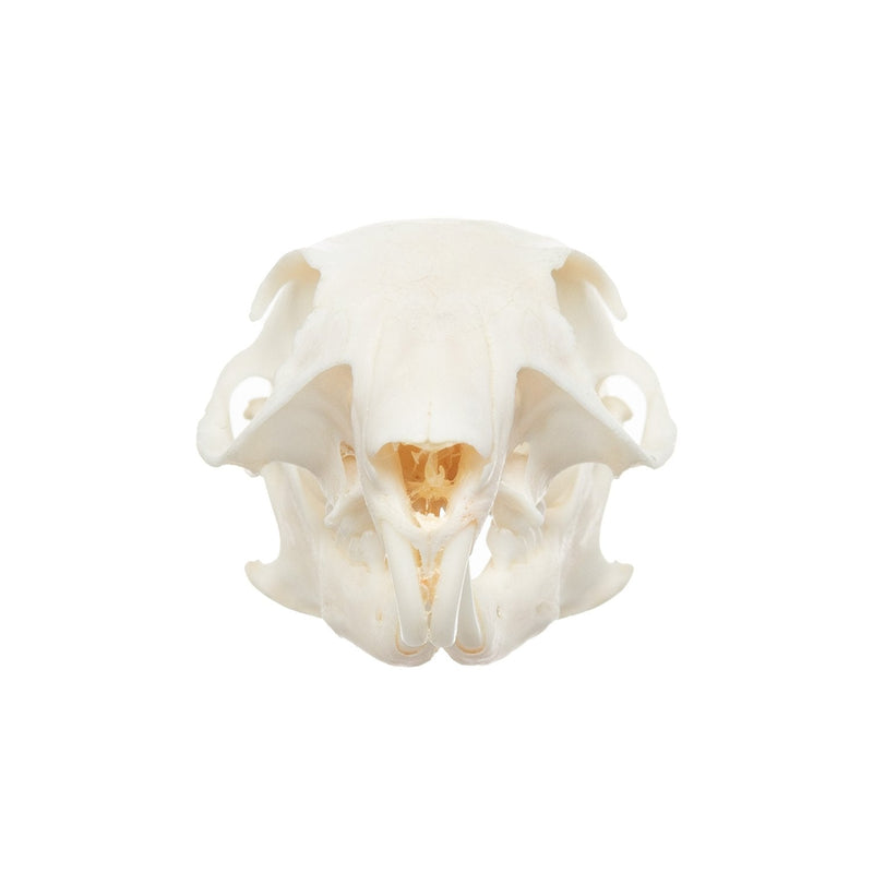 Real African Ground Squirrel Skull