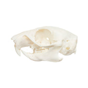 Real African Ground Squirrel Skull