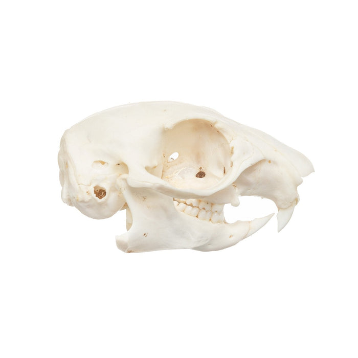 Real African Ground Squirrel Skull