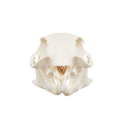 Real African Ground Squirrel Skull