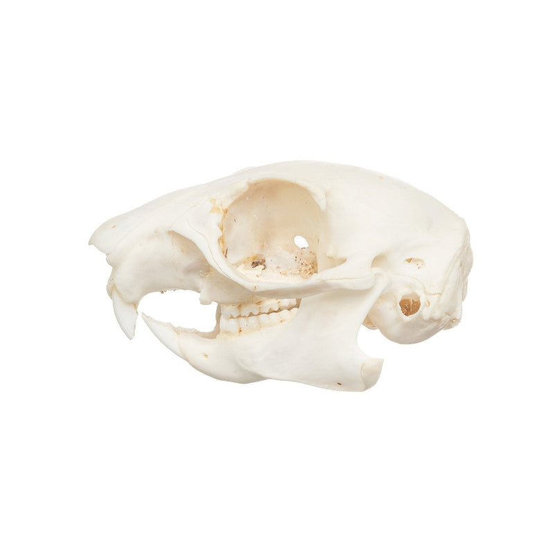 Real African Ground Squirrel Skull
