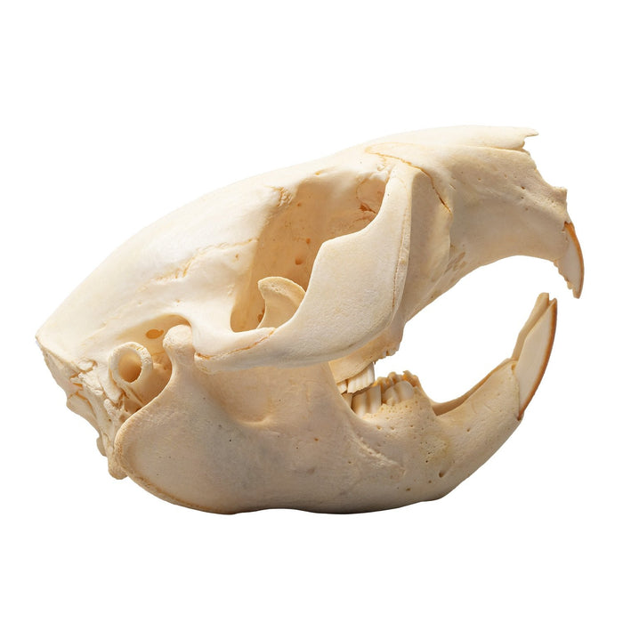 Real Beaver Skull - Adolescent