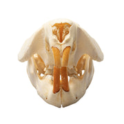 Real Beaver Skull - Adolescent