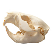 Real Beaver Skull - Adolescent