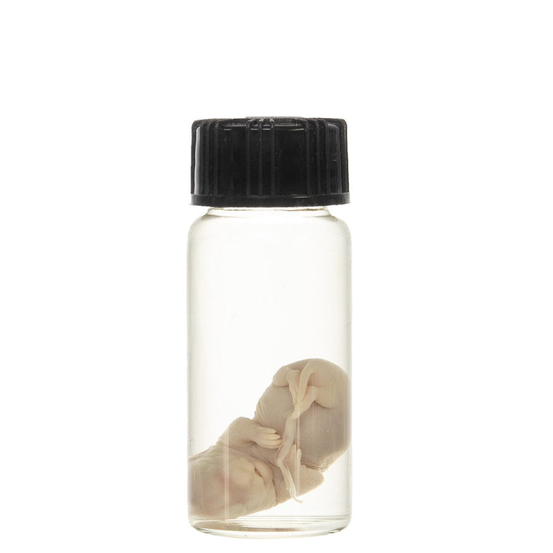 Real Squirrel Wet Specimen - Fetal (Single)