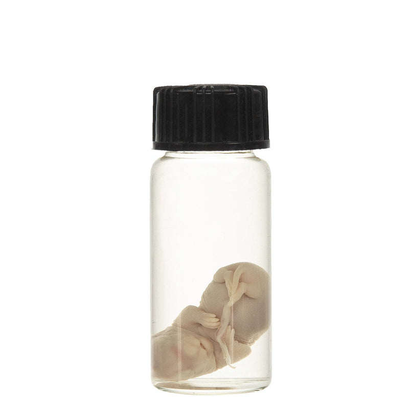 Real Squirrel Wet Specimen - Fetal (Single)