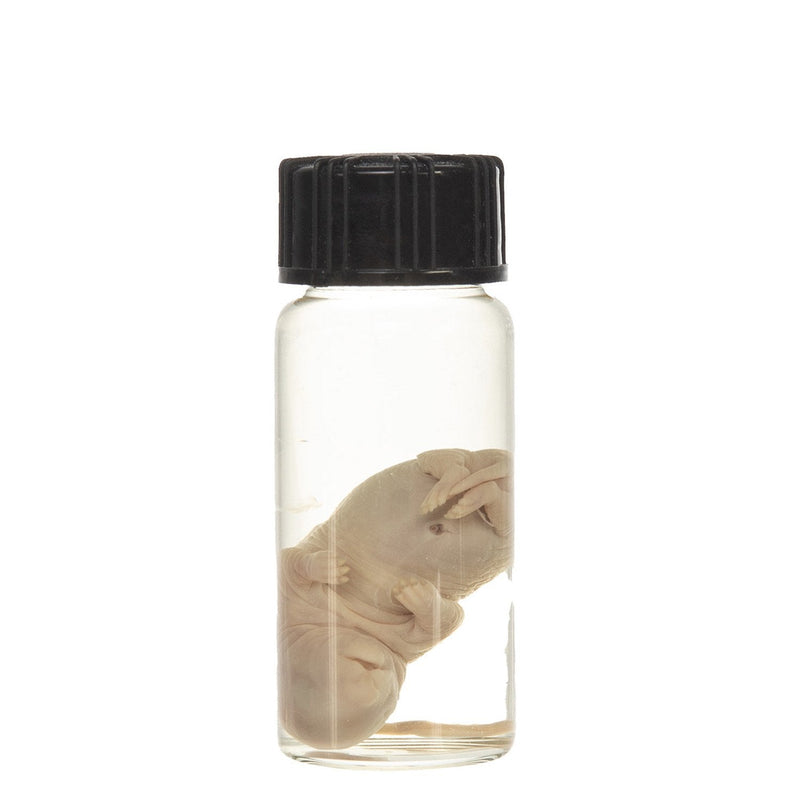 Real Squirrel Wet Specimen - Fetal (Single)