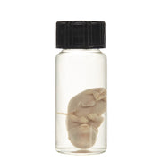 Real Squirrel Wet Specimen - Fetal (Single)