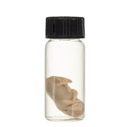 Real Squirrel Wet Specimen - Fetal (Single)