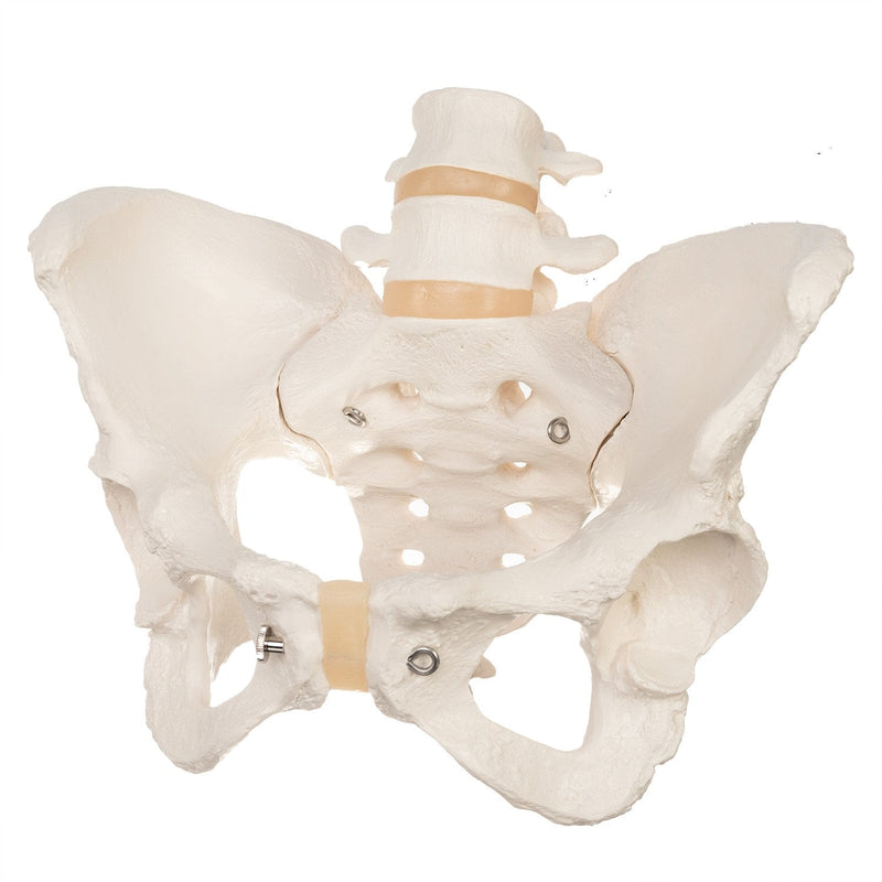 Replica Human Pelvis (Female)