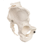 Replica Human Pelvis (Female)