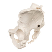 Replica Human Pelvis (Female)