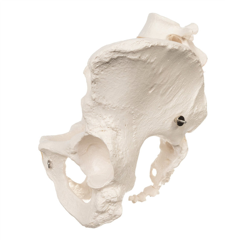 Replica Human Pelvis (Female)