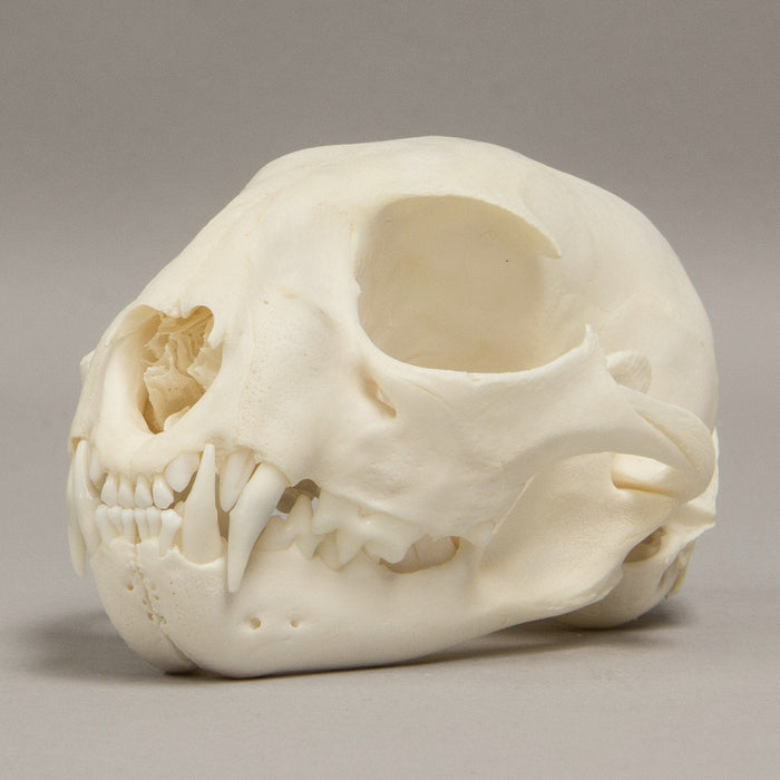 Real Bobcat Skull - Adolescent