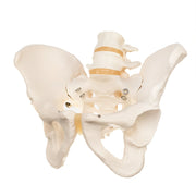 Replica Human Pelvis (Male)