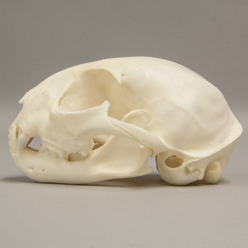 Real Bobcat Skull - Adolescent