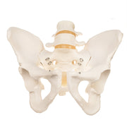 Replica Human Pelvis (Male)