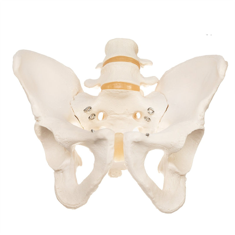 Replica Human Pelvis (Male)