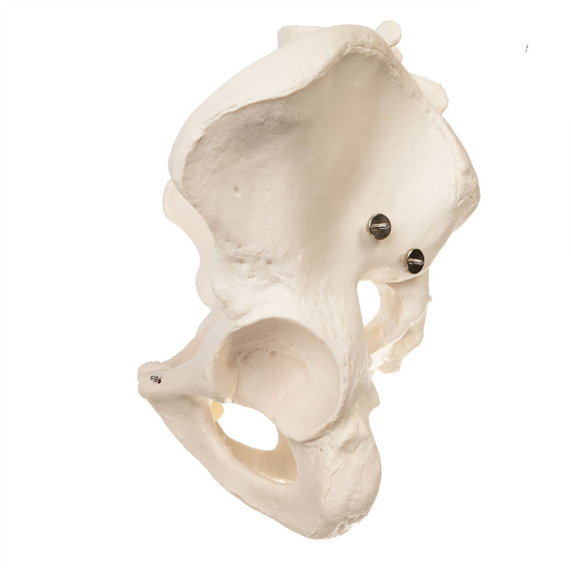 Replica Human Pelvis (Male)