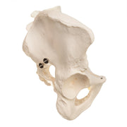 Replica Human Pelvis (Male)