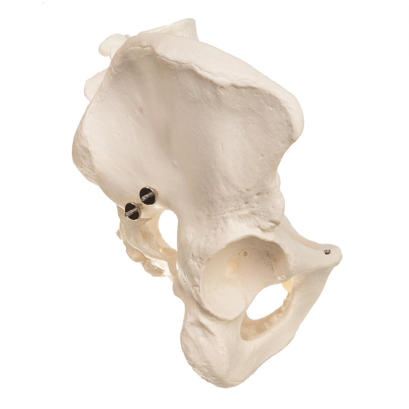 Replica Human Pelvis (Male)