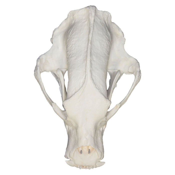Replica Sloth Bear Skull