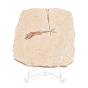 Real Fossilized Fish Slab - One Fish (Single)