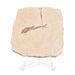 Real Fossilized Fish Slab - One Fish (Single)
