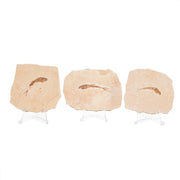 Real Fossilized Fish Slab - One Fish (Single)