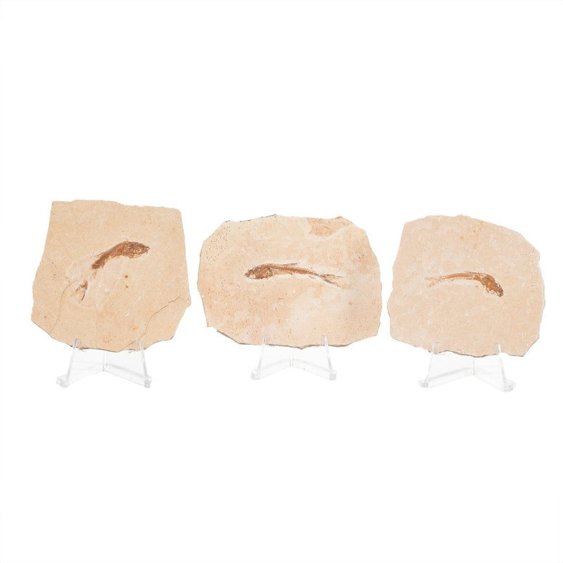 Real Fossilized Fish Slab - One Fish (Single)