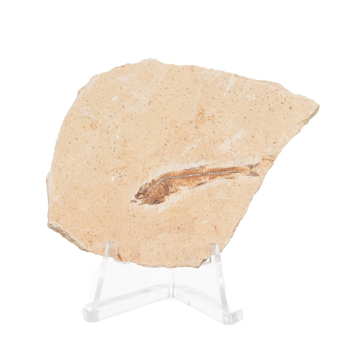Real Fossilized Fish Slab - One Fish (Single)
