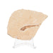 Real Fossilized Fish Slab - One Fish (Single)