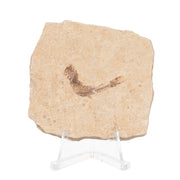 Real Fossilized Fish Slab - One Fish (Single)