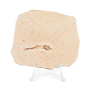 Real Fossilized Fish Slab - One Fish (Single)