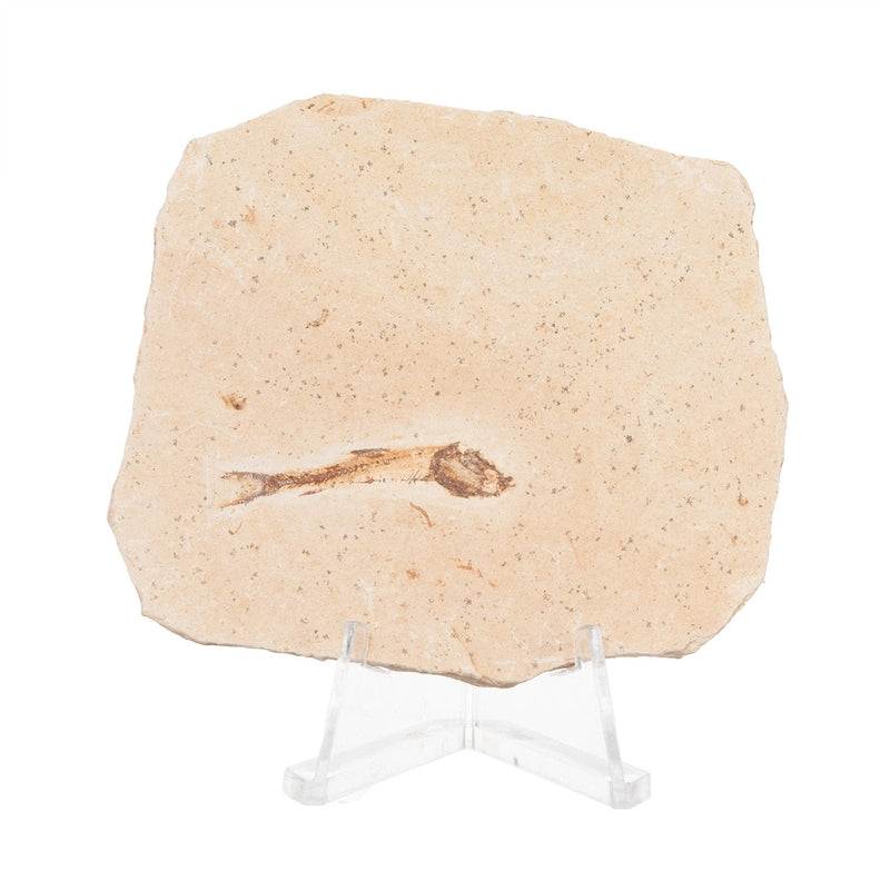 Real Fossilized Fish Slab - One Fish (Single)