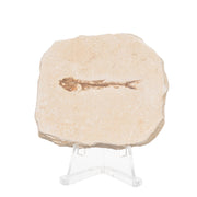 Real Fossilized Fish Slab - One Fish (Single)