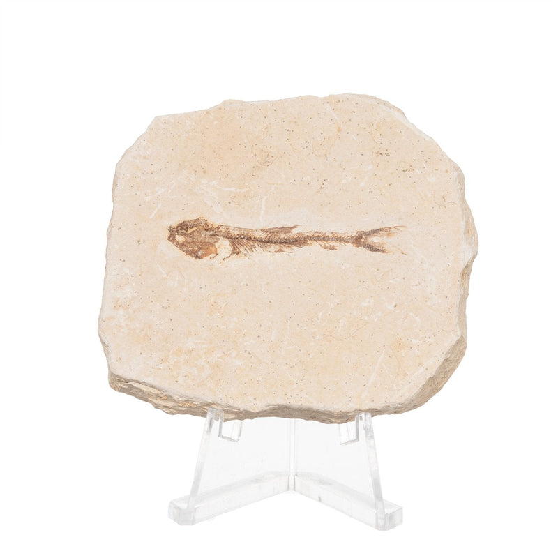 Real Fossilized Fish Slab - One Fish (Single)