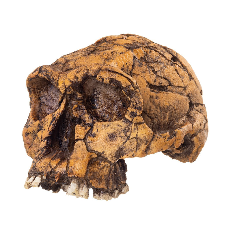 Replica KNM ER 1813 Skull
