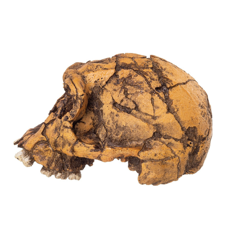 Replica KNM ER 1813 Skull