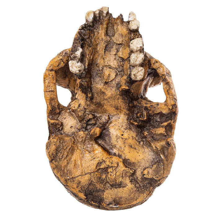 Replica KNM ER 1813 Skull