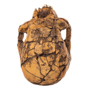 Replica KNM ER 1813 Skull