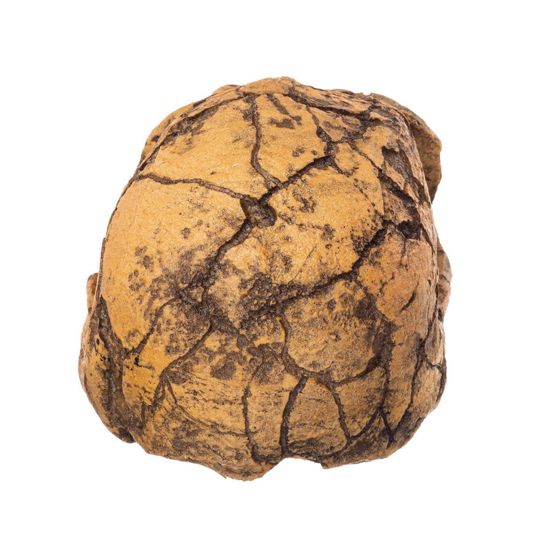 Replica KNM ER 1813 Skull