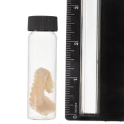 Real Tentacle Wet Specimen - Single