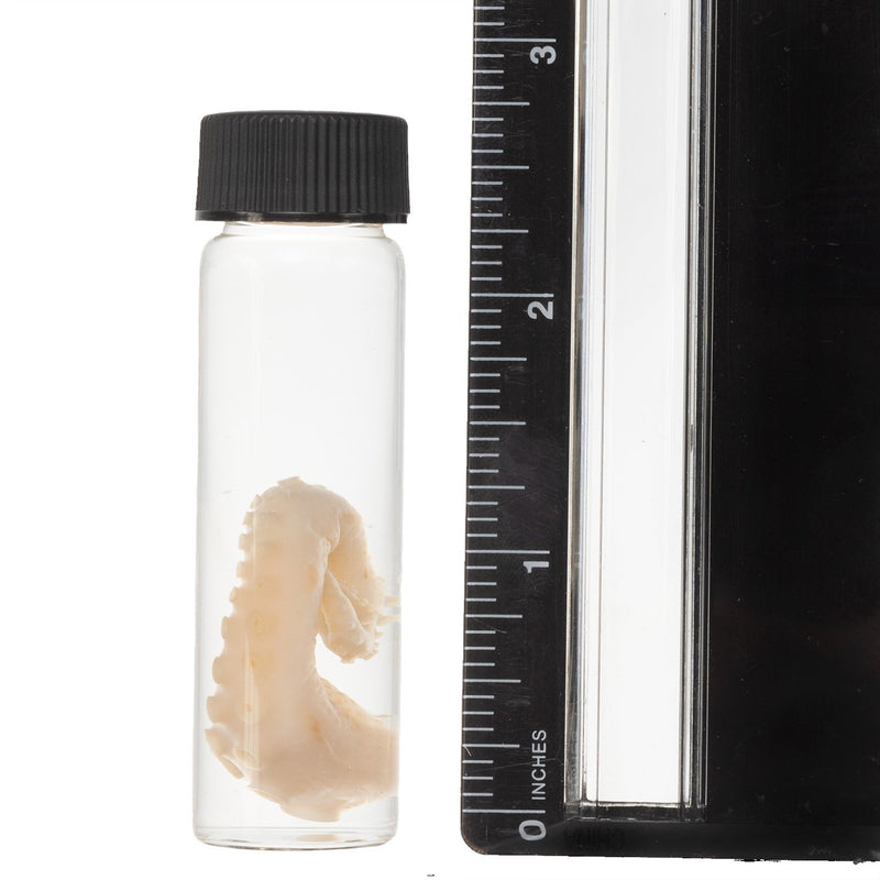 Real Tentacle Wet Specimen - Single
