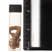 Real Tentacle Wet Specimen - Single