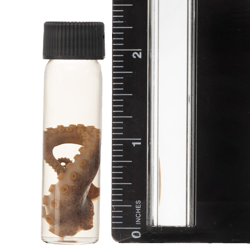Real Tentacle Wet Specimen - Single