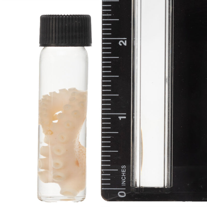 Real Tentacle Wet Specimen - Single