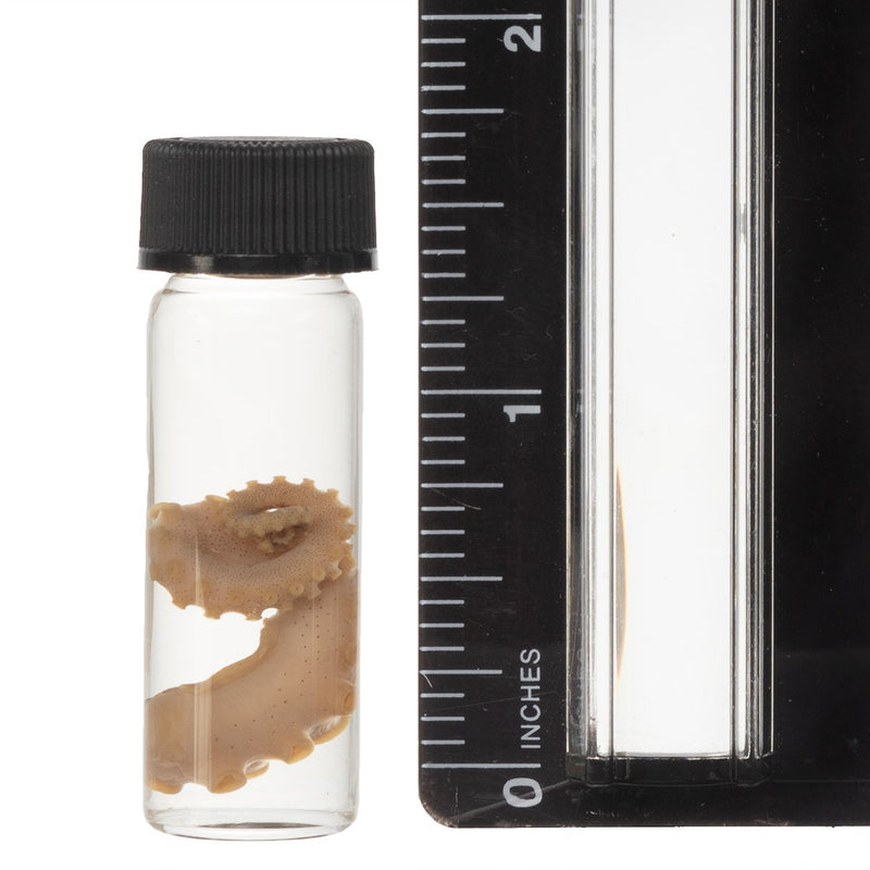 Real Tentacle Wet Specimen - Single